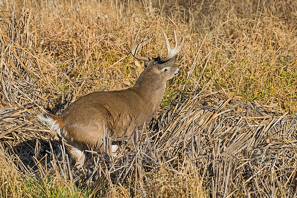 White-tailed_deer_18