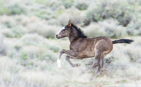 Wild_horse_22
