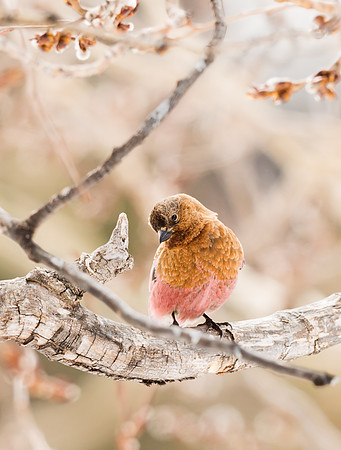 Rosy_Finch_1