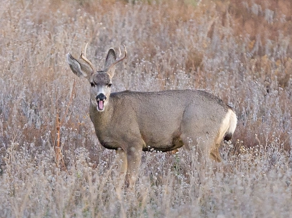 Mule_deer_31
