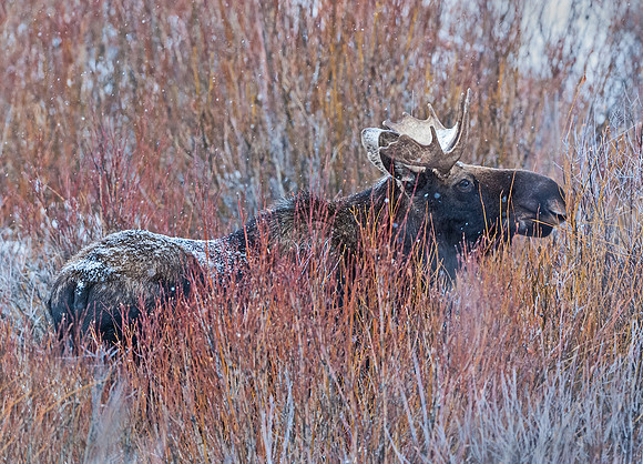 Moose_58