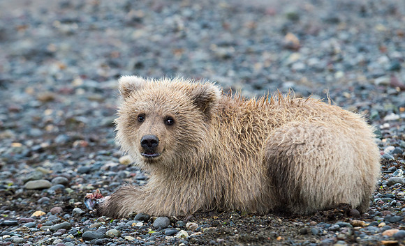 Brown_Bear_LC_12