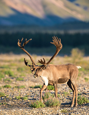 Caribou_Denali_2016-4