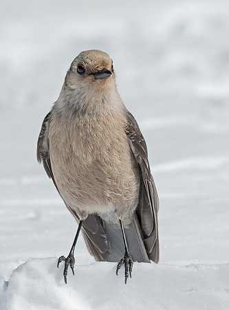 Gray_Jay_1