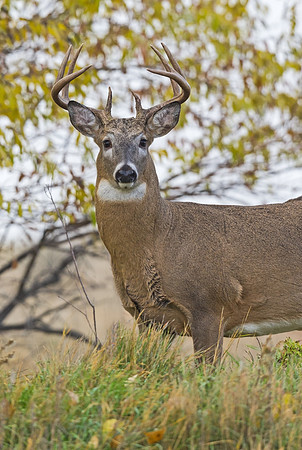 white-tailed_buck_12