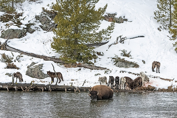 Wolf_Bison_YNP_2024_4