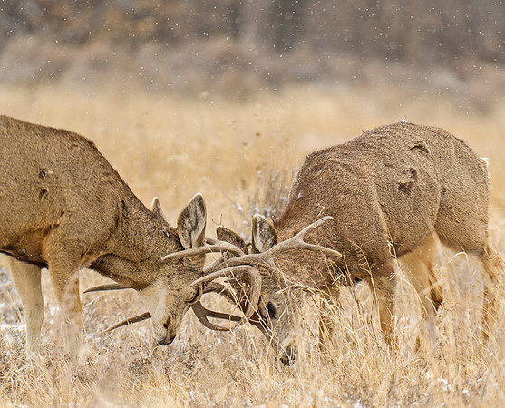Mule_deer_106