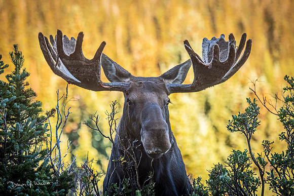 Moose_Brainard_2020_3