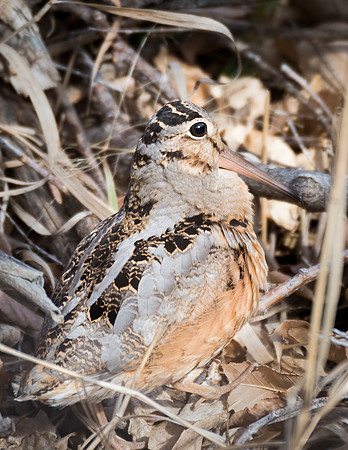 Woodcock_1
