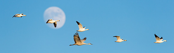 Snow_geese_BDA_2