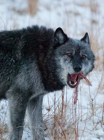 Wolf_1