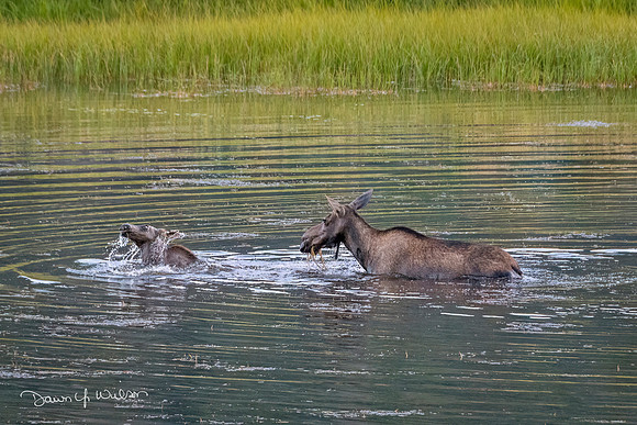 Moose_RMNP_2022_24