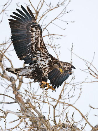 Bald_eagle_28