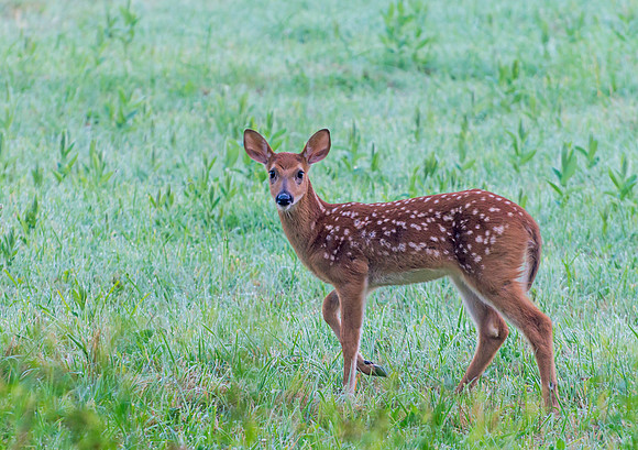 White-tailed_deer_fawn_1