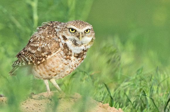 Burrowing_owl_12