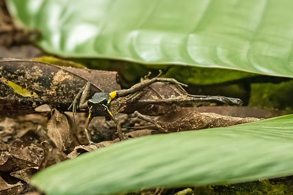 Yellow_thigh_dart_frog_Peru_2024_1