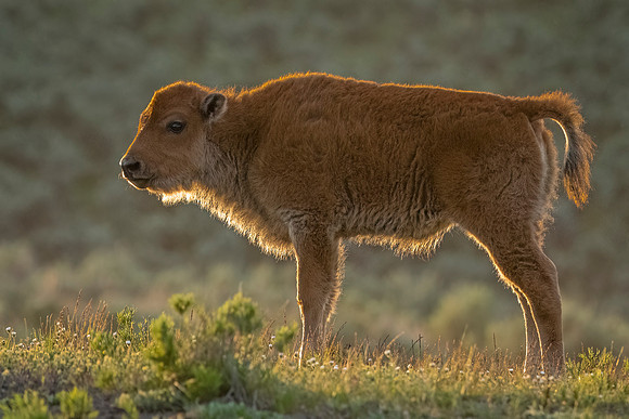 Bison_YNP_2024_1