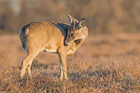 White-tailed_deer_52