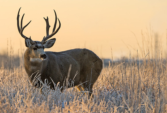 Mule_deer_buck_78