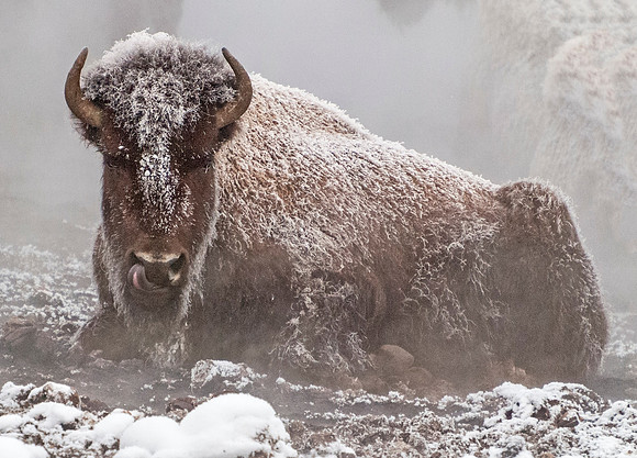 Bison_frosty_2rev