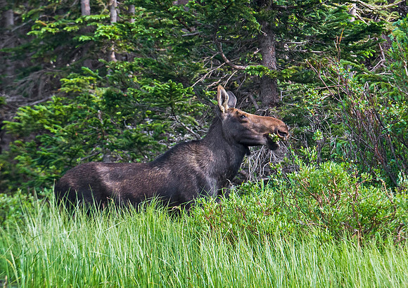 Moose_65