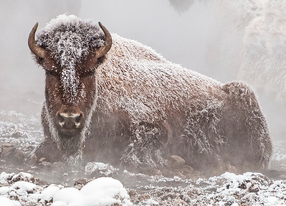 Bison_Frosty_1rev