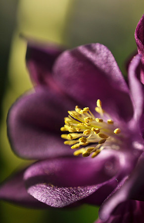 Purple Columbine