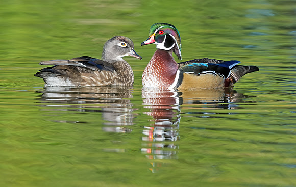 Wood_duck_42