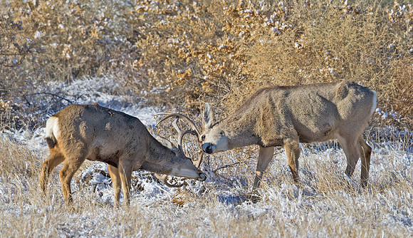 Mule_deer_94