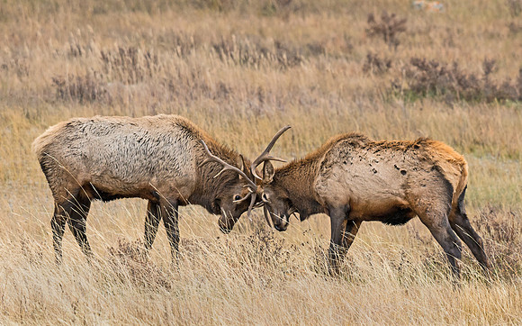 Elk_22