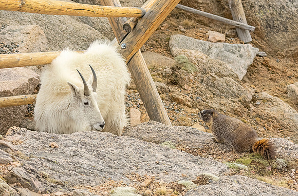 Mountain_goat_Yellow-bellied_Marmot_Friends_MBS_2024_1