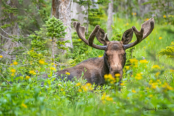Moose_LDR_2022_5