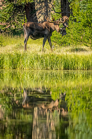 Moose_LDR_2022_1