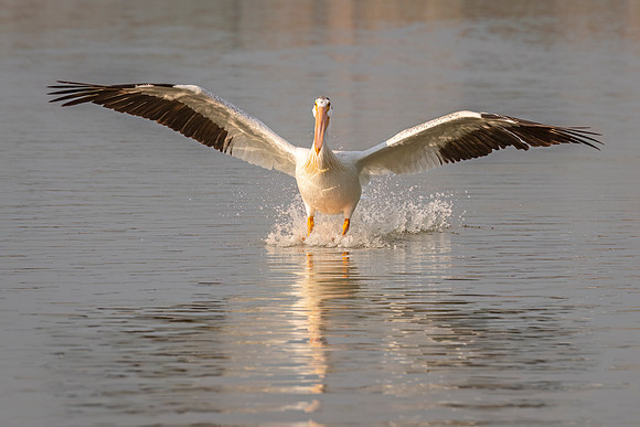 American_white_pelican_Loveland_2024_4