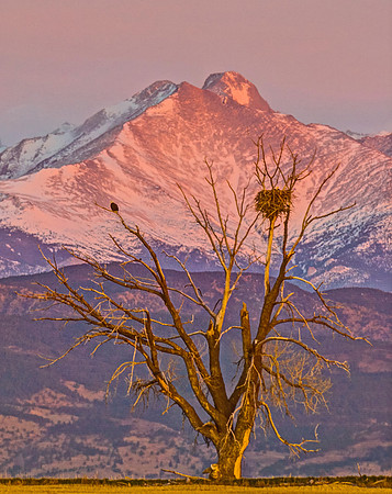 Bald_eagle_113