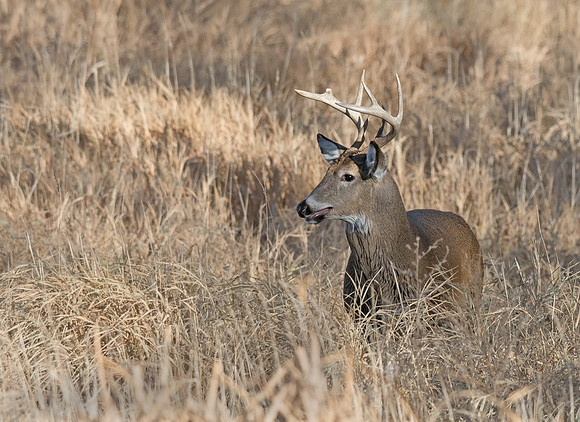 White-tailed_deer_16