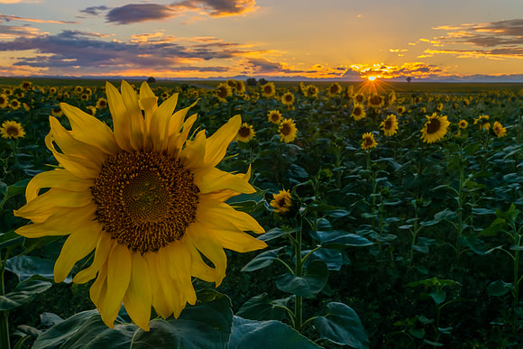 Sunflower_field_2a