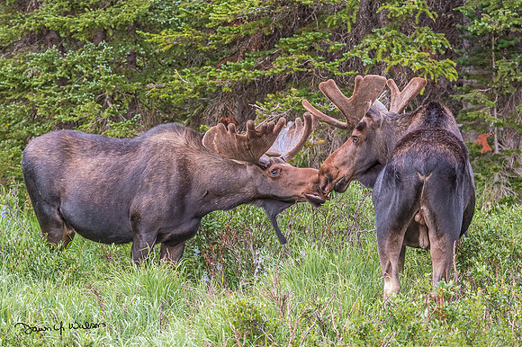 Moose_Brainard_2018_1