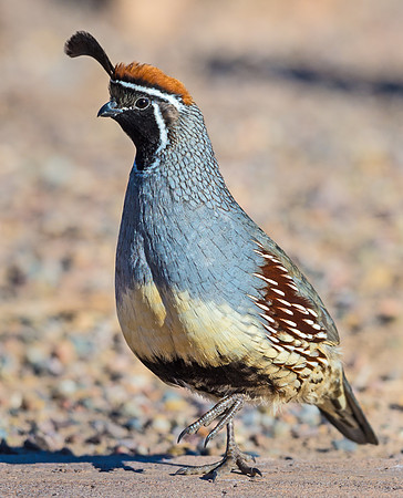 Gambels_quail_2