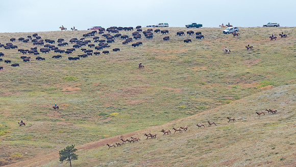 Bison_roundup_4