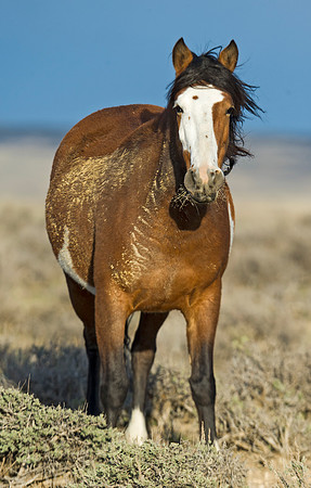 Wild_horse_18