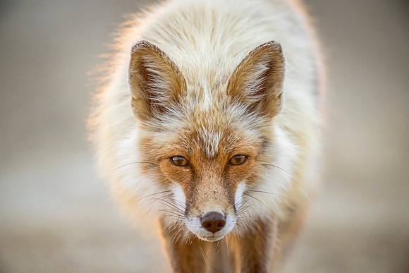 Red_fox_Nome_2023_2
