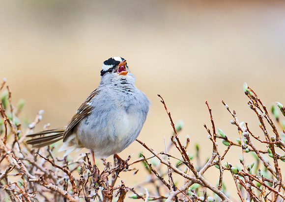 White-crowned_sparrow_2