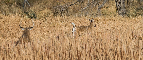 White-tailed_deer_41