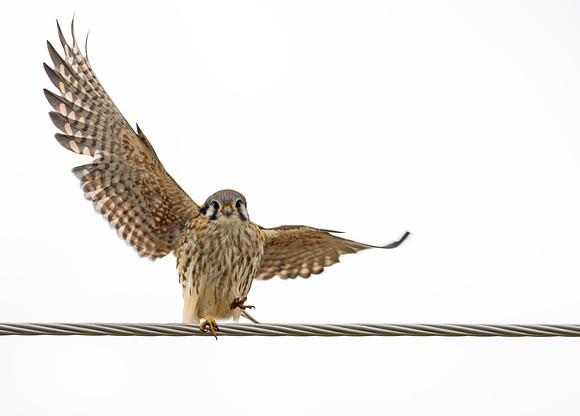 American_kestrel_10