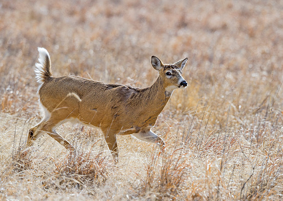 White-tailed_deer_58
