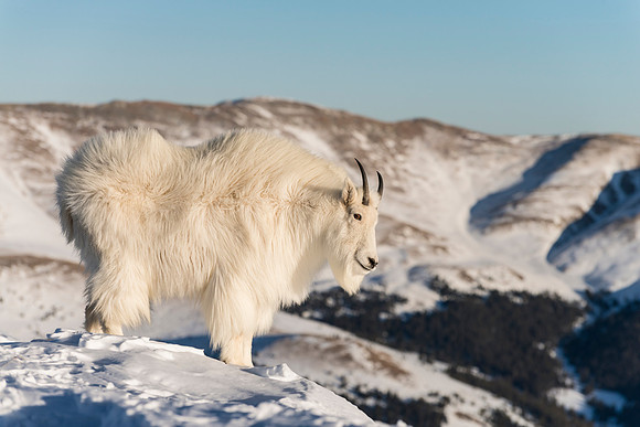 Mountain_Goat_40