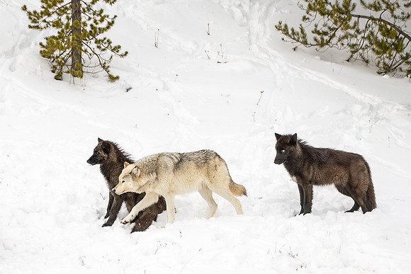 Wolf_YNP_2024_1