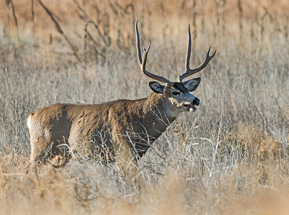 Mule_deer_buck_45