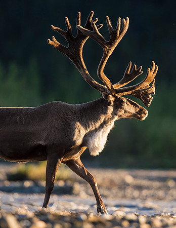 Caribou_Denali_2016-1